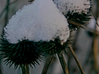 Snow on Echinacea Snow caps on Echinacea