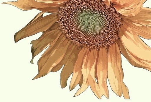 Sunflower drawing on photo