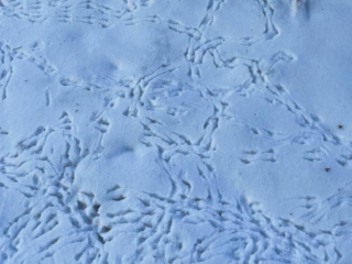 Tracks of confusion Tracks in the snow going every which-way