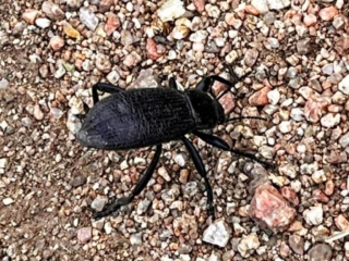 Beetle trying to make himself look big.