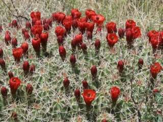 Red Cacti Flowers