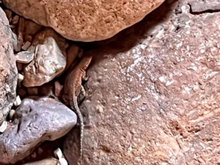 Lizard under a rock