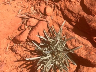 Plant in rock