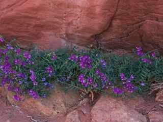Purple flowers in cliff