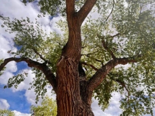 Very large tree in NM