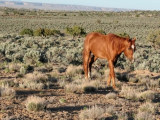 Wild horse in NM