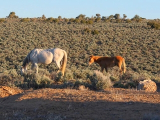 Wild horses at Horse Thief Camp, NM