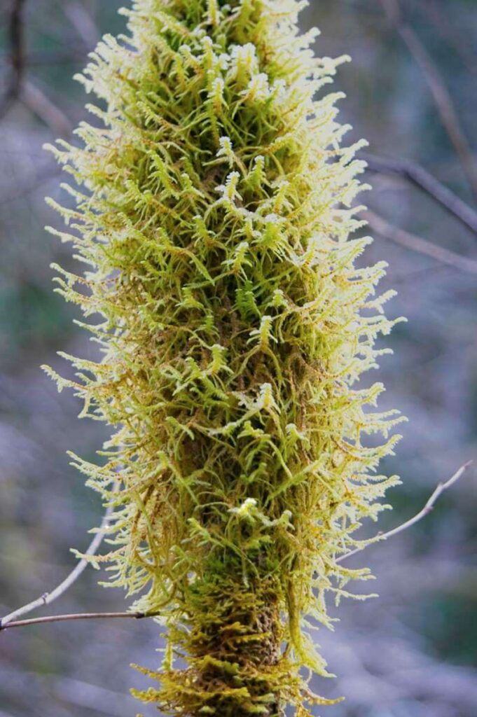 Moss-covered spire