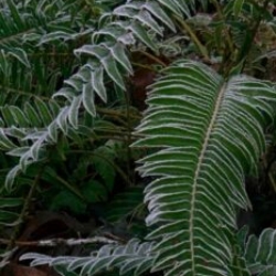 Frosty ferns