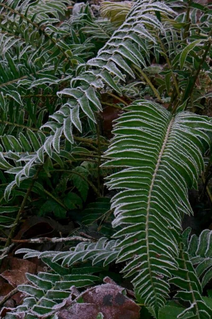 Frosty ferns