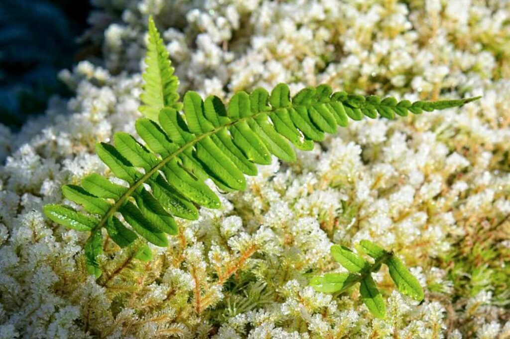 Bright green fern amid frosty moss.