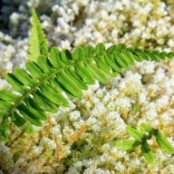Bright green fern amid frosty moss.
