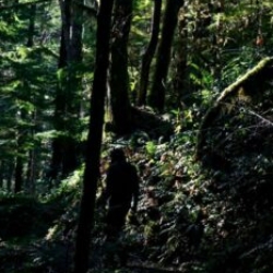 Sasquatch siting through forest at twilight