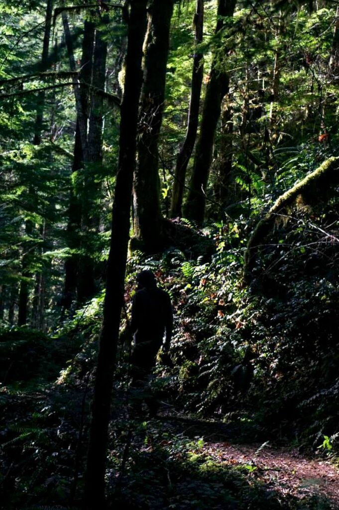 Sasquatch siting through forest at twilight