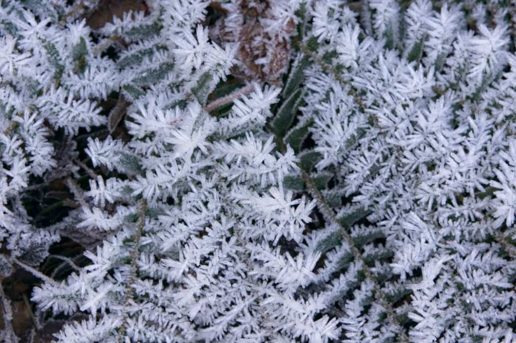 Ice crystals on ferns