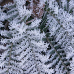 Ice crystals on ferns