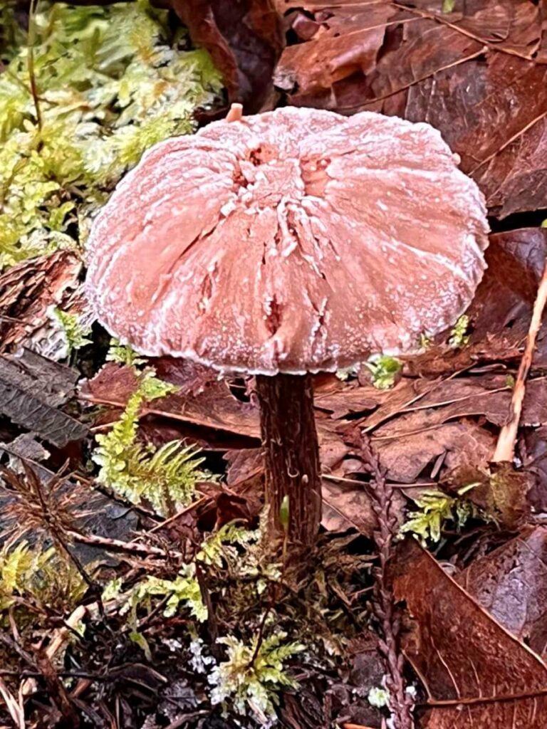 Frozen mushroom