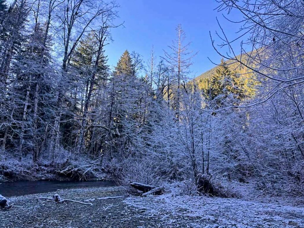 Frosty trees and shrubs along the river