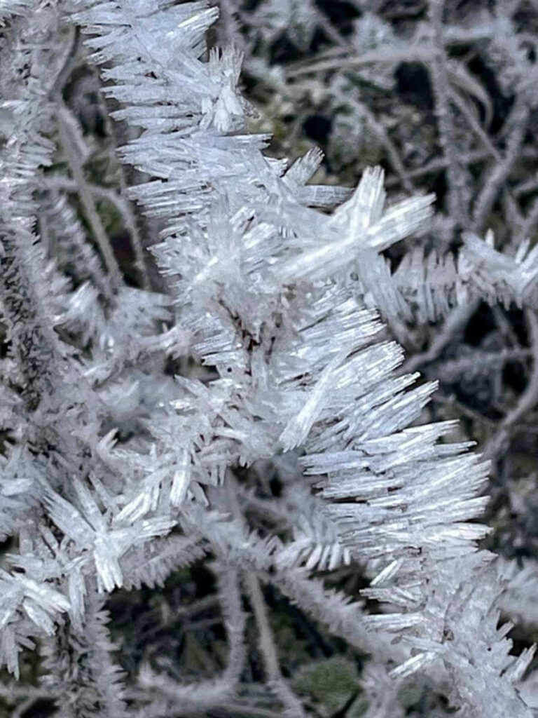 Long ice frost crystals on plant stems