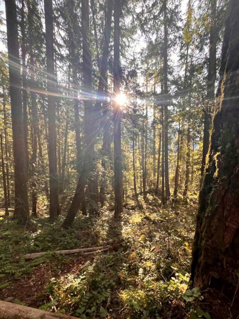 Sunburst in forest