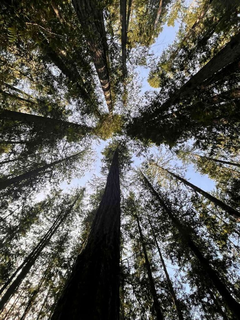 Looking up into the trees