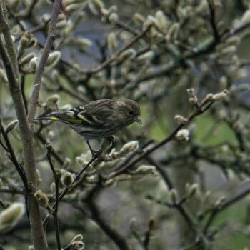 Pine Siskin in Star Magnolia