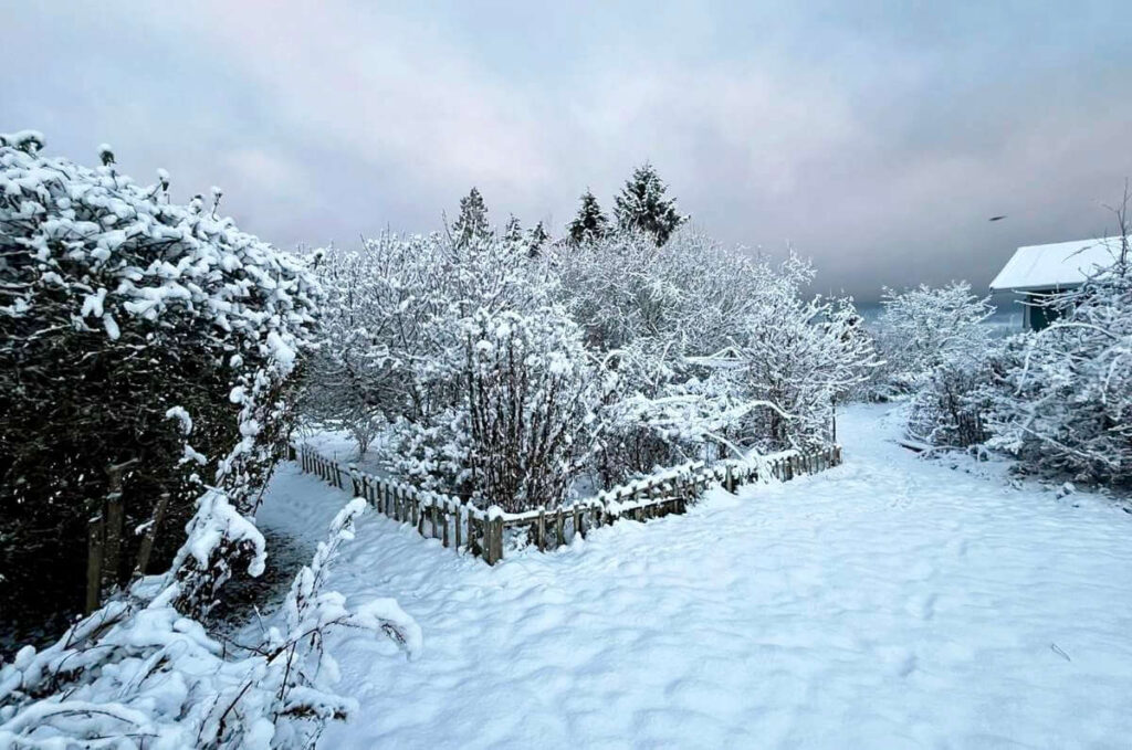 Backyard under snow