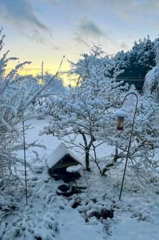 Birdfeeders under snow