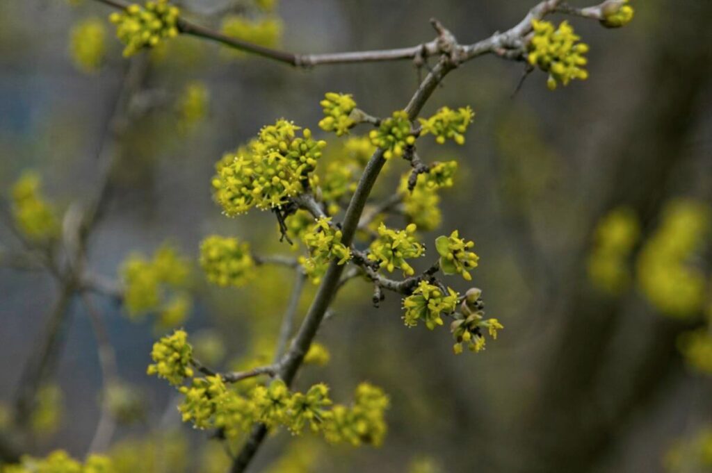 Cornelian Cherry, Cornus mas, first buds