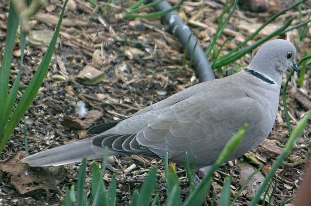 Eurasian Collared Dove