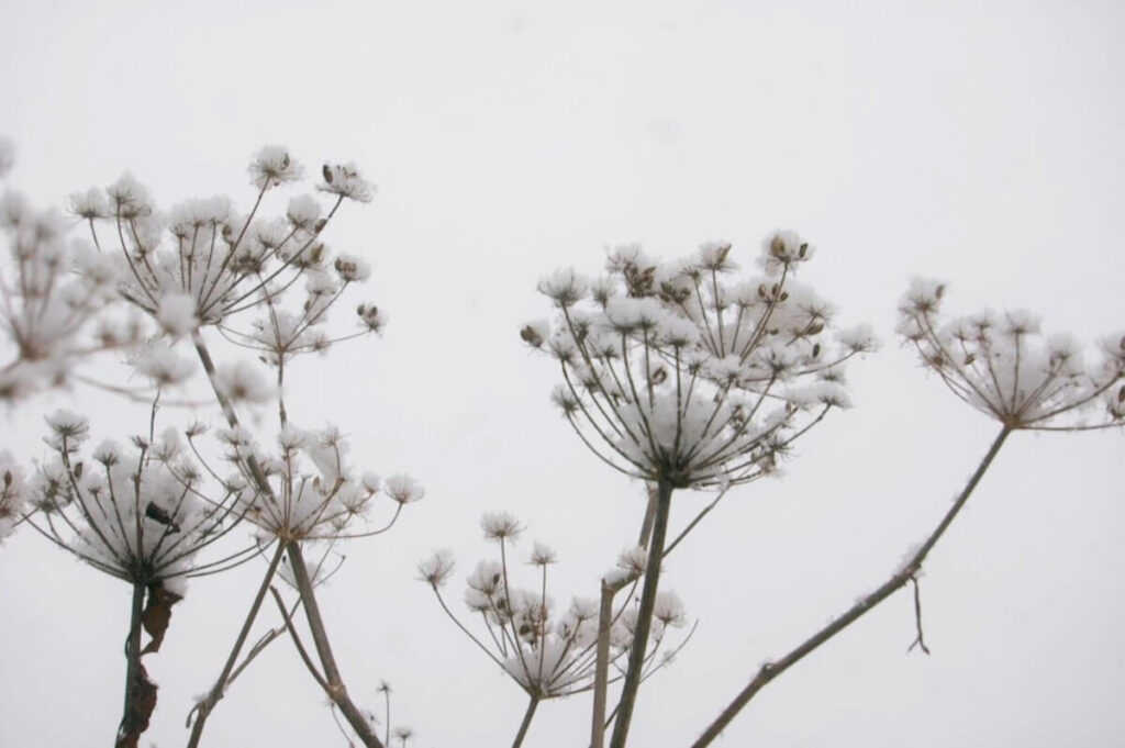 Fennel seeds for winter birds