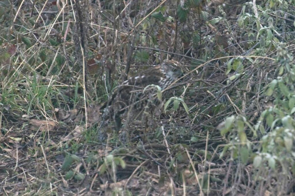 Hidden hawk in brush