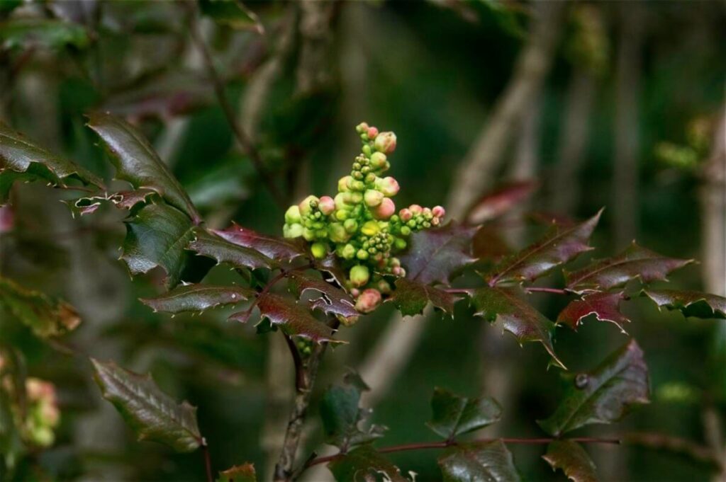 Mahonia (Oregon Grape), early food for pollinators