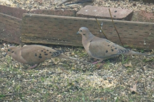 Two Mourning Doves