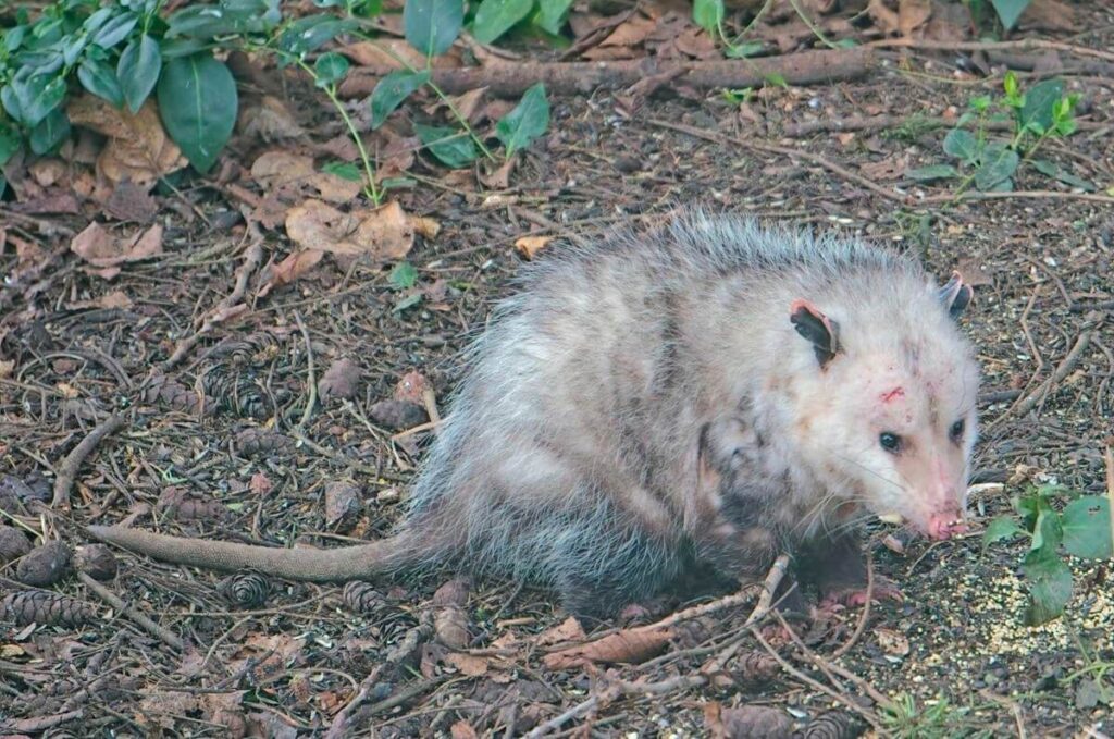 Battered Opossum