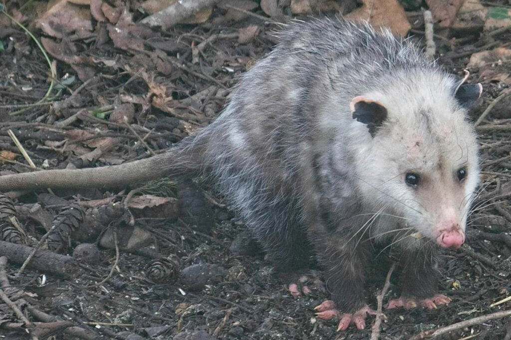 Opossum looking better