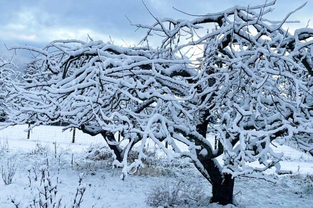 Orchard in snow