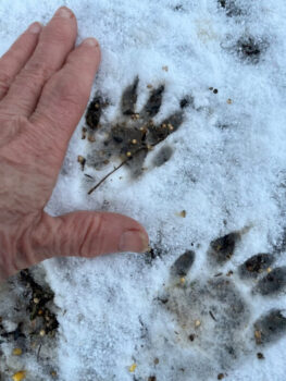 Raccoon tracks in snow