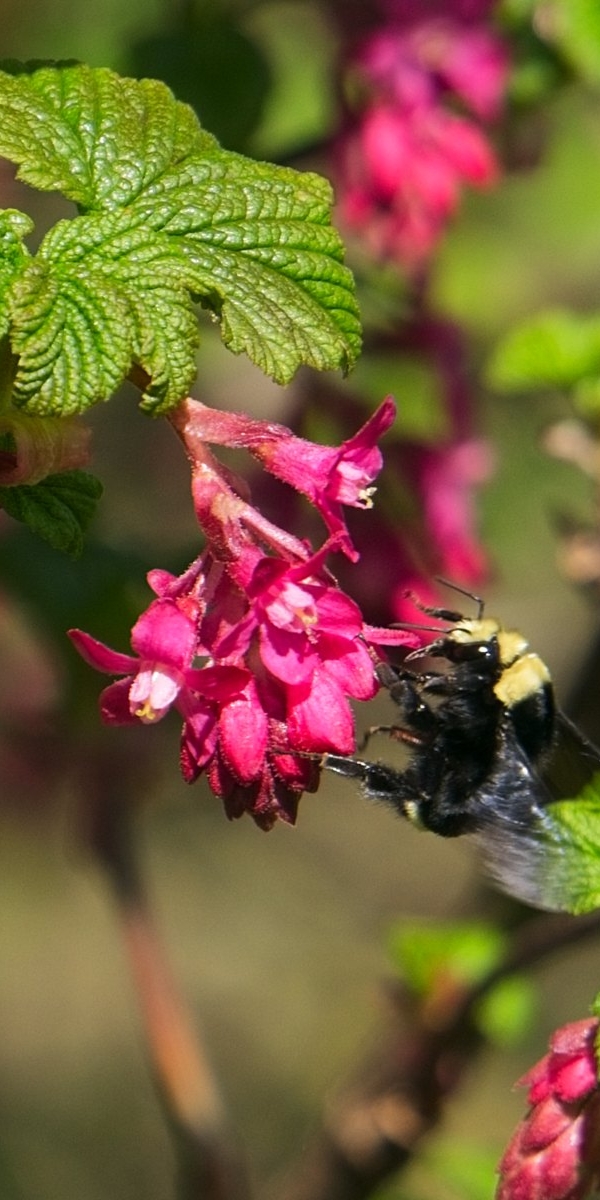Bumblebee on Red Flowering Currant