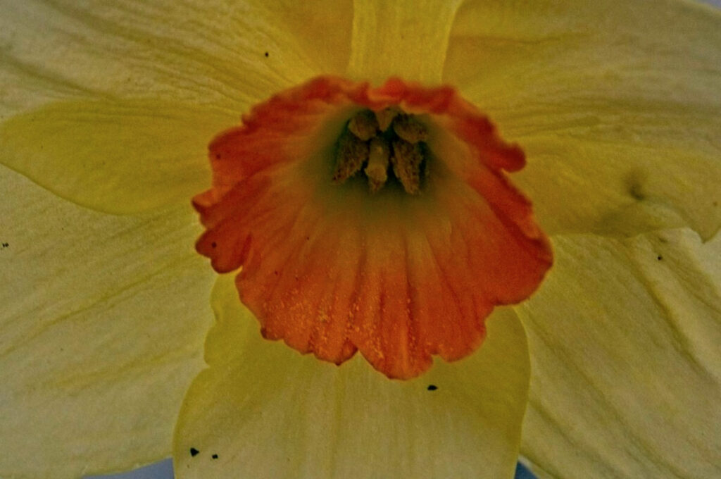 Center of Narcissus