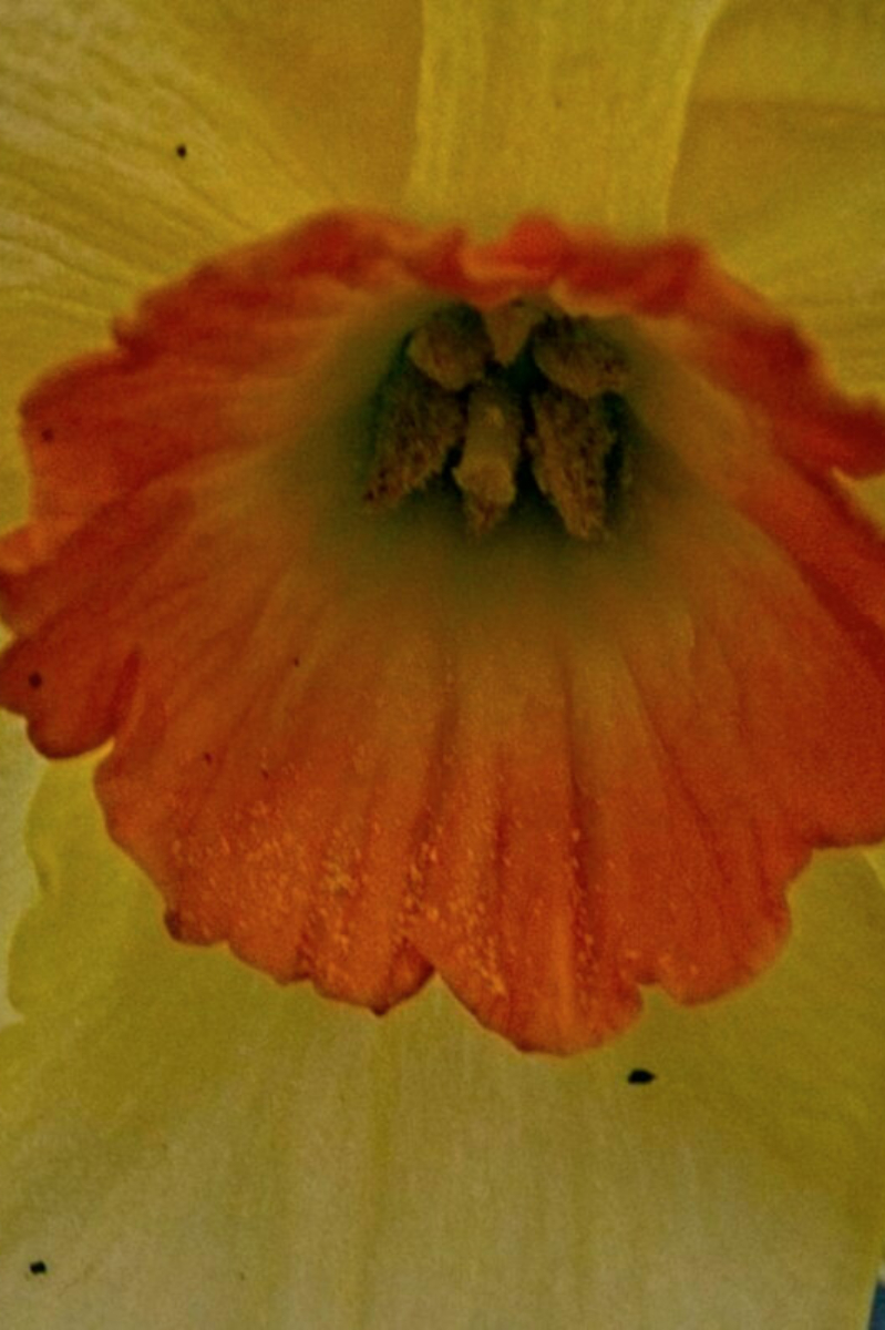 Center of Narcissus