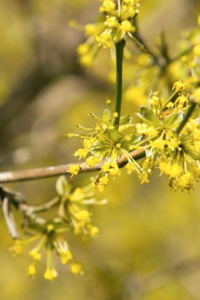 Cornelian Cherry Blossoms