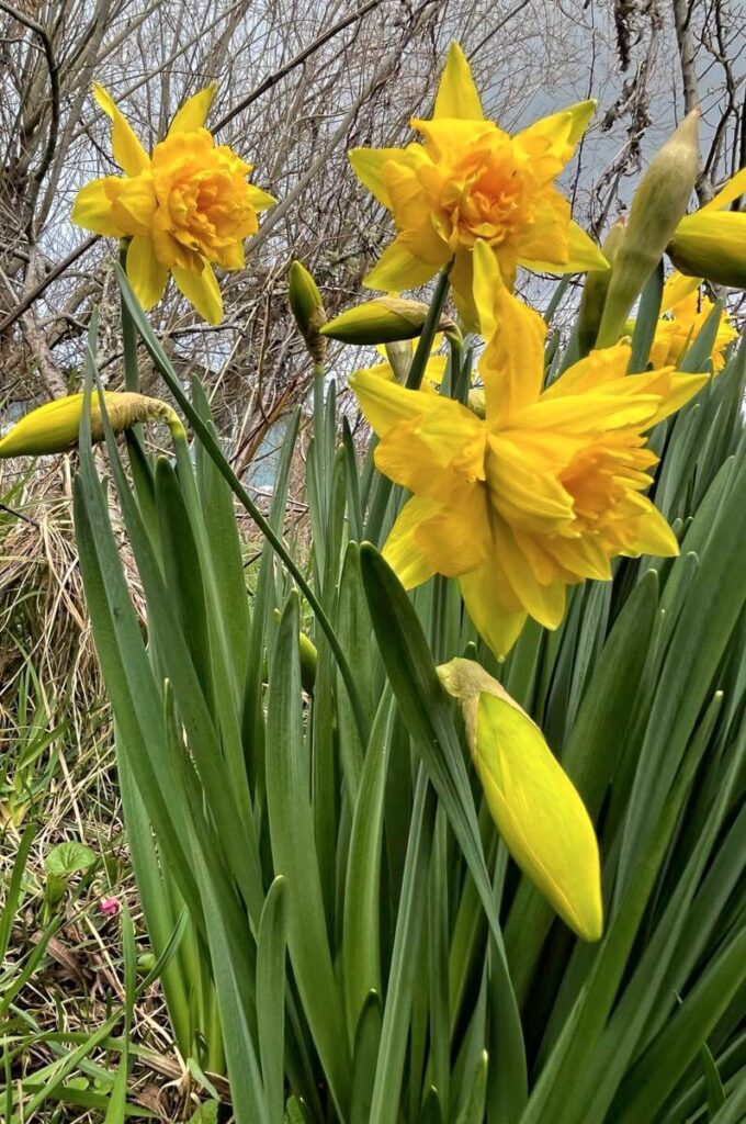 Daffodils Wild