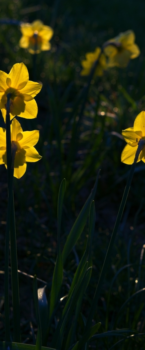 Daffodils at Dawn