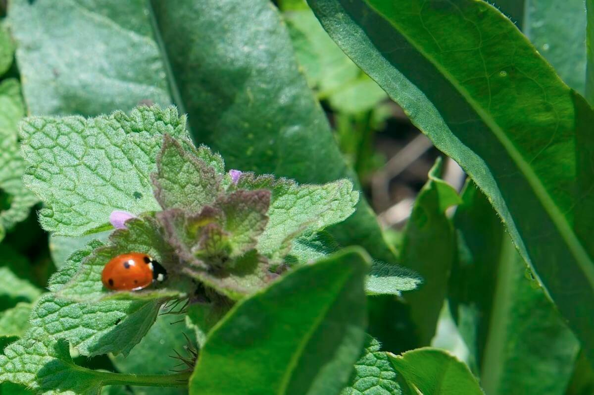 First Ladybug