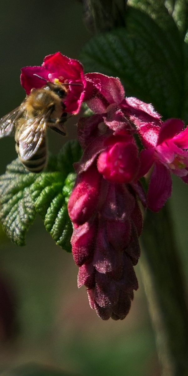 Honey Bee on Red Flowering Currant
