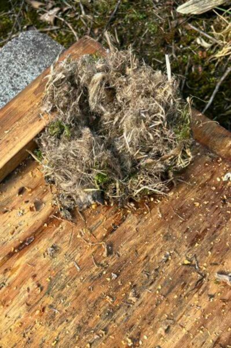 Mouse Nest 2