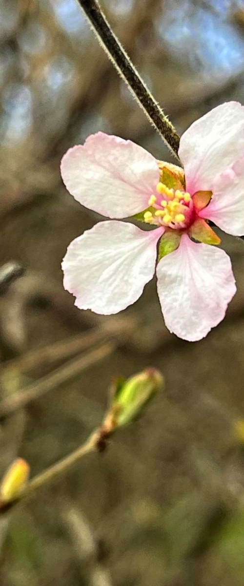 Nanking Cherry blossom