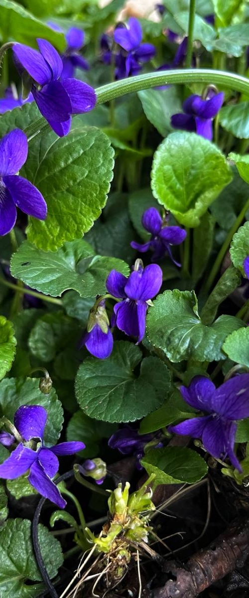 Purple Violets