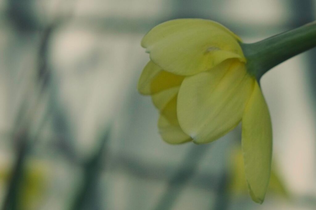 Soft Daffodil
